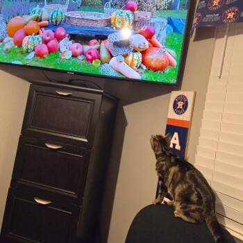 June -  Domestic Short Hair and American Shorthair Cat for Adoption in Houston, Texas - June | PetCurious