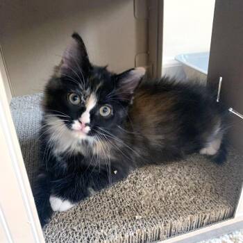 Lucina -  Domestic Short Hair Cat for Adoption in Apex, North Carolina - Lucina | PetCurious