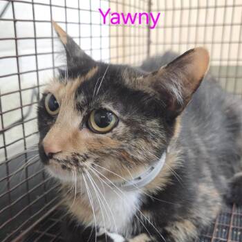 Yawny -  Domestic Short Hair Cat for Adoption in Windsor, Virginia - Yawny | PetCurious