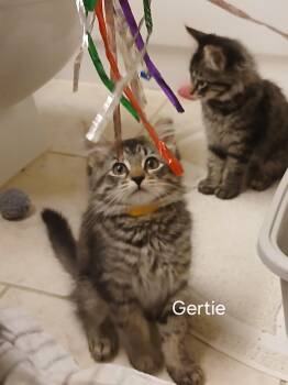 Gertie -  Domestic Medium Hair Cat for Adoption in Elk Grove, California - Gertie | PetCurious