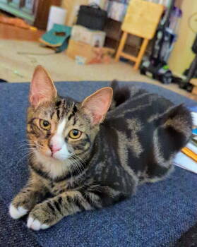 Rescue Domestic Short Hair Cats for Adoption in Ball Ground, Georgia - Nelson | PetCurious