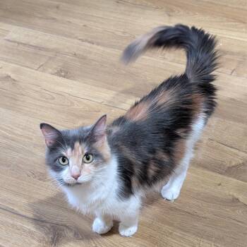 Domestic Long Hair Cats Available for Adoption in Lexington, Kentucky - Tasha | PetCurious