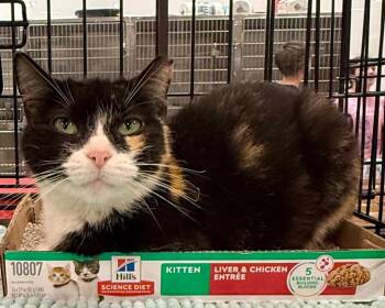 Domestic Short Hair Cats Available for Adoption in Augusta, Georgia - Nehemia | PetCurious