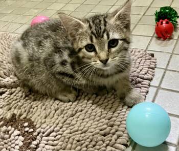 Patriot Litter Kittens -  Bengal and Tabby Cat for Adoption in Jacksonville, Florida - Patriot Litter Kittens | PetCurious