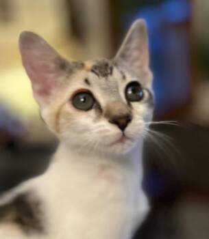 Domestic Short Hair Cats Available for Adoption in Lancaster, Pennsylvania - Ivy | PetCurious
