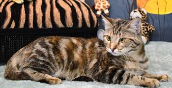 Tigress -  Domestic Short Hair Cat for Adoption in Roanoke, Texas - Tigress | PetCurious