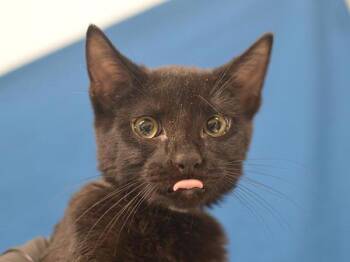 Spaghetti -  Domestic Short Hair Cat for Adoption in Portland, Oregon - Spaghetti | PetCurious