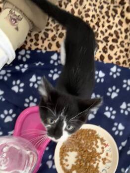 Rescue Domestic Short Hair Cats for Adoption in Fishers, Indiana - Baldwin | PetCurious