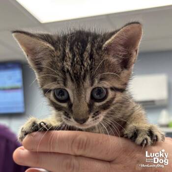 Whitt -  Domestic Short Hair Cat Available for Adoption in Washington, District Of Columbia - Whitt | PetCurious
