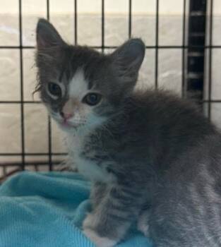 Ikat -  Domestic Short Hair Cat for Adoption in Honolulu, Hawaii - Ikat | PetCurious