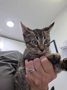 Rescue Domestic Short Hair Cats for Adoption in Brookings, Oregon - Chanel 5 | PetCurious