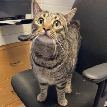 Wesley -  Domestic Short Hair Cat for Adoption in Albert Lea, Minnesota - Wesley | PetCurious