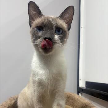 Mimosa -  Domestic Short Hair Cat Available for Adoption in Puslinch, Ontario - Mimosa | PetCurious