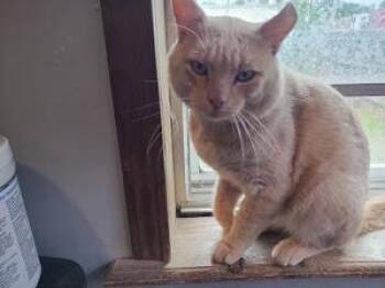 Rescue Domestic Short Hair Cats for Adoption in Sapulpa, Oklahoma - Todd | PetCurious