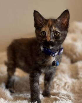 BLUE -  Domestic Short Hair Cat for Adoption in Colorado Springs, Colorado - BLUE | PetCurious