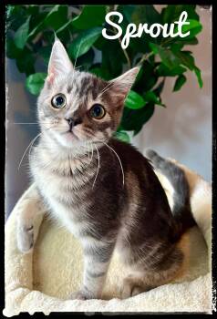 Sprout -  Domestic Short Hair Cat for Adoption in El Cajon, California - Sprout | PetCurious
