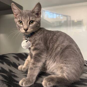 NCR8900 Jazz -  Domestic Short Hair Cat for Adoption in Port Washington, New York - NCR8900 Jazz | PetCurious