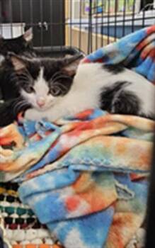 A138876 -  Domestic Short Hair Cat for Adoption in Palmetto, Florida - A138876 | PetCurious