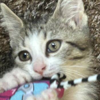 Nutmeg -  Domestic Short Hair Cat for Adoption in Cedar Rapids, Iowa - Nutmeg | PetCurious
