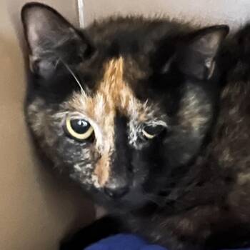 Domestic Short Hair Cats Available for Adoption in Madisonville, Kentucky - Daza Star | PetCurious