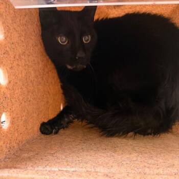 Donatello -  Domestic Short Hair and Mixed Breed Cat for Adoption in Philadelphia, Pennsylvania - Donatello | PetCurious