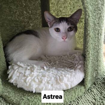Domestic Short Hair Cats Available for Adoption - Astrea | PetCurious