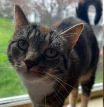 Domestic Short Hair Cats Available for Adoption in Lancaster, Pennsylvania - Biff | PetCurious