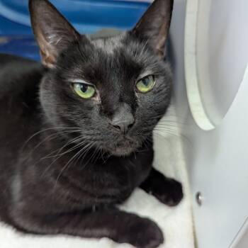 Rescue Domestic Short Hair Cats for Adoption in Philadelphia, Pennsylvania - Misty | PetCurious