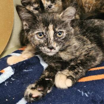 Tina -  Domestic Short Hair Cat Available for Adoption in Monroe, Michigan - Tina | PetCurious