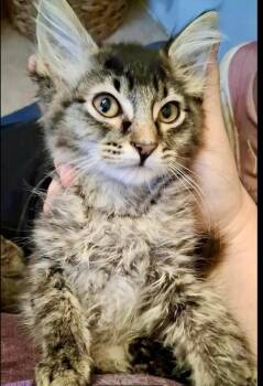 Silver -  Domestic Long Hair Cat for Adoption in Shawnee, Oklahoma - Silver | PetCurious