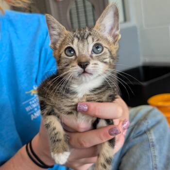 Domestic Short Hair Cats Available for Adoption - Brent | PetCurious