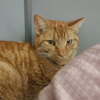 Domestic Short Hair Cats Available for Adoption in Columbus, North Carolina - Cannoli | PetCurious