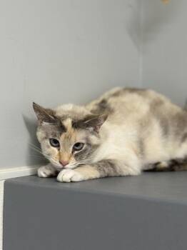 Domestic Short Hair Cats Available for Adoption in West Chester, Pennsylvania - Fizzy | PetCurious