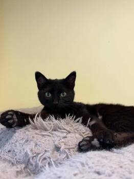 Tac -  Domestic Short Hair Cat for Adoption in Calgary, Alberta - Tac | PetCurious