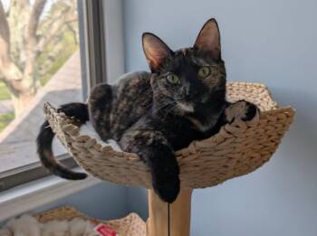 Tortoiseshell Cats Available for Adoption in Capshaw, Alabama - KATE | PetCurious