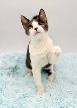Lyle -  Domestic Short Hair Cat for Adoption in Covington, Louisiana - Lyle | PetCurious