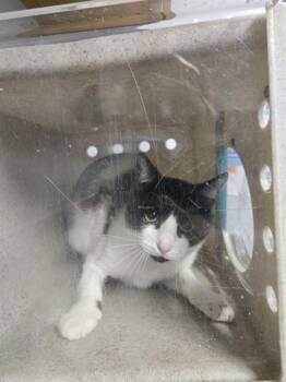 DYLAN -  Domestic Short Hair Cat for Adoption in Tallahassee, Florida - DYLAN | PetCurious