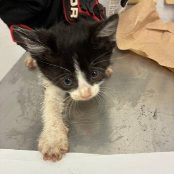 Damon -  Domestic Medium Hair Cat Available for Adoption in TIMBERCRK CYN, Texas - Damon | PetCurious