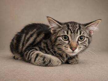 32103 -  Domestic Medium Hair Cat for Adoption in Austin, Texas - 32103 | PetCurious