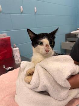 Honey (BARN CAT) -  Domestic Short Hair Cat for Adoption in Frankfort, Kentucky - Honey (BARN CAT) | PetCurious