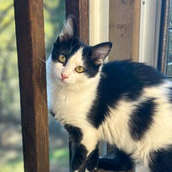 Domestic Medium Hair Cats Available for Adoption - Trixie | PetCurious
