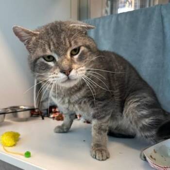 Domestic Short Hair Cats Available for Adoption in Manassas, Virginia - Flapjack (ID 51101/1257) | PetCurious