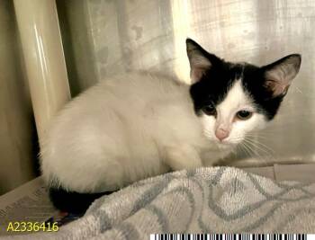 SKIPPER -  Domestic Short Hair Cat for Adoption in West Palm Beach, Florida - SKIPPER | PetCurious