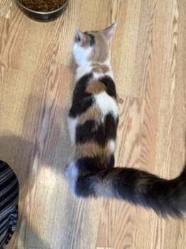 Cali -  Domestic Short Hair Cat for Adoption in River Ridge, Louisiana - Cali | PetCurious