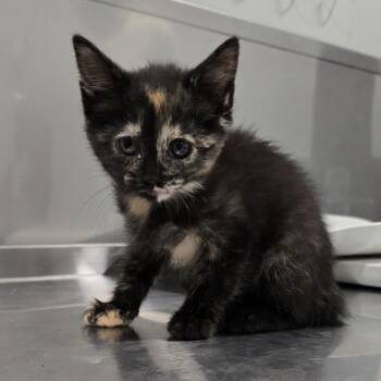 Sleepy -  Domestic Short Hair Cat for Adoption in Washburn, Missouri - Sleepy | PetCurious