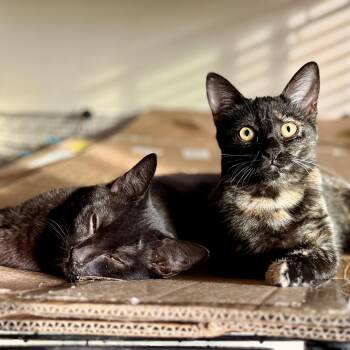 Zoey -  Domestic Short Hair Cat for Adoption in Los Angeles, California - Zoey | PetCurious