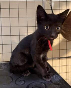 Domestic Short Hair Cats Available for Adoption in Rustburg, Virginia - Dracula Not At The Shelter (Faith) | PetCurious