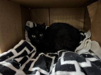 Laila -  Domestic Short Hair Cat for Adoption in Gillette, Wyoming - Laila | PetCurious