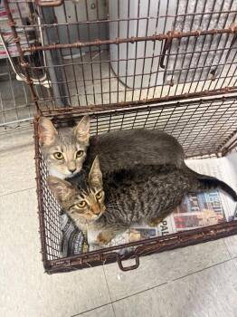 26-1302C -  Domestic Short Hair Cat for Adoption in Sorrento, Louisiana - 26-1302C | PetCurious