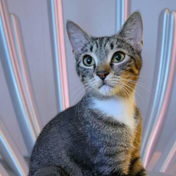 Cricket -  Domestic Short Hair Cat for Adoption in Gladstone, Oregon - Cricket | PetCurious